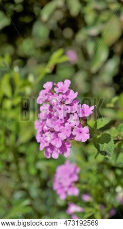 Lantana Montevidensis Also Known As Purple Lantana, Wild Verbena, Trailing Lantana Etc