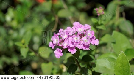 Lantana Montevidensis Also Known As Purple Lantana, Wild Verbena, Trailing Lantana Etc