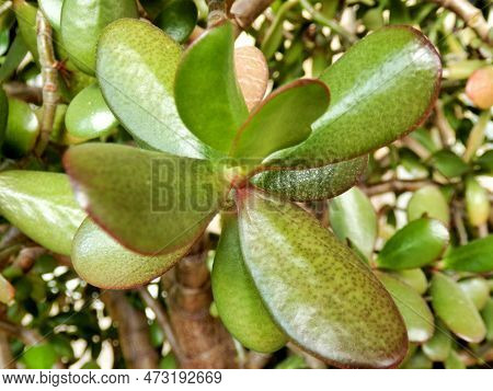 Close Up Of The Leaves Of Crassula Ovata, Also Known As Jade Plant Or Money Tree