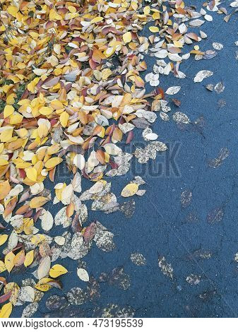 Autumn Fallen Yellow Leaves On The Ground In The Park Close-up. Yellow Foliage. Autumn Leaves On The
