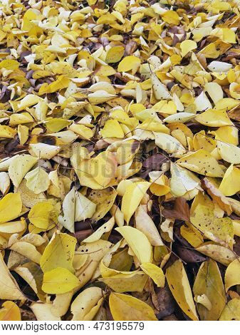 Autumn Fallen Yellow Leaves On The Ground In The Park Close-up. Yellow Foliage. Autumn Leaves On The