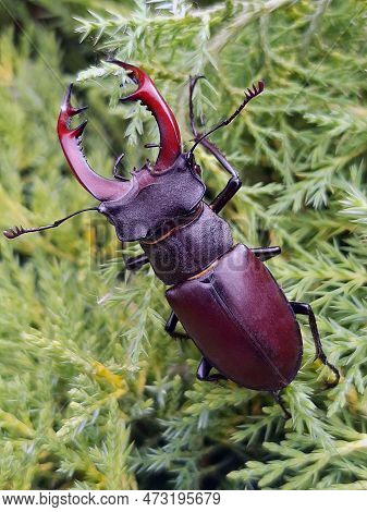 Stag Beetle (lat. Lucanus Cervus) Is A Large Beetle Of The Genus Lucanus As Part Of The Stag Family 