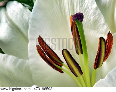 Close Up Of An Open Lilium Oriental White Flower Showing The Brightly Coloured Pistal, Stigma, Style