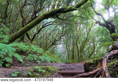 Beautiful Green Enchanted Forest. Ancient Woods. Magical Teal Rain Forest.