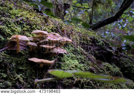 Close Up Of Mushrooms In A Green Enchanted Forest With A Moss.