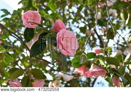 Camellia Japonica Pink Flowers. Theaceae Evergreen Tree. Blooms From February To April.