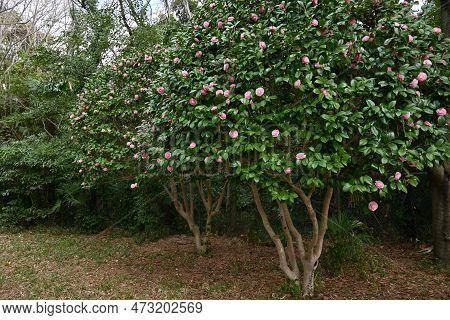 Camellia Japonica Pink Flowers. Theaceae Evergreen Tree. Blooms From February To April.