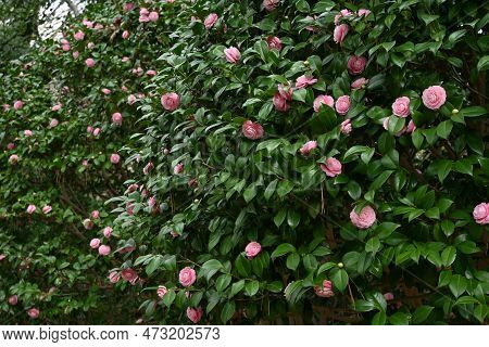 Camellia Japonica Pink Flowers. Theaceae Evergreen Tree. Blooms From February To April.