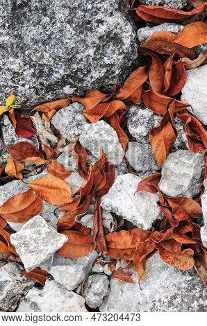 Dry Leaves Fallen Between The Stones Of The Trees In The Ruins Of San Gervasio