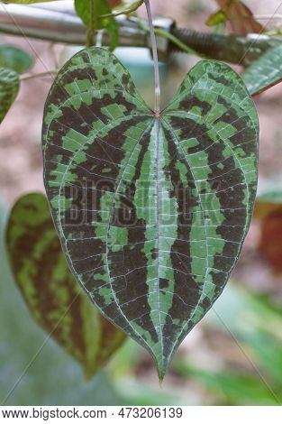Close Up Of The Beautiful Leaf Pattern Of Dioscorea Dodecaneura, Also Known As Ornamental Yam