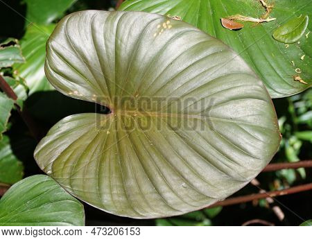 Close Up Of The Love-shaped Leaf Of Homalomena Rubescens, A Rare Tropical Plant