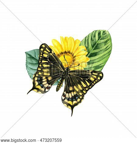 Watercolor Drawing Black Swallowtail Butterfly At Yellow Flower And Green Leaves, Papilio Polyxenes,