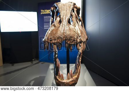 A Massive Giganotosaurus Dinosaur Skull On Display