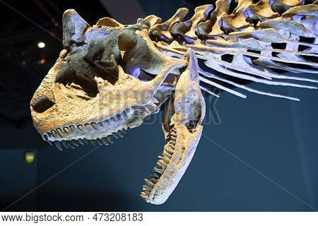 Carnotaurus Dinosaur Skeleton On Display - Australia