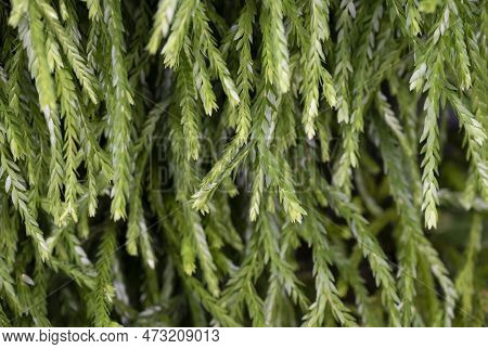 Natural Background Of Huperzia, Resembles A Fern. The Leaves Are Green, Line Hanging Plants, And Mak