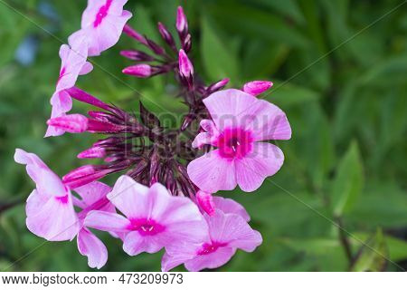 Pink And Purple Phlox Flower Buds Among The Green Foliage. Bloom Phloxes For Publication, Design, Po