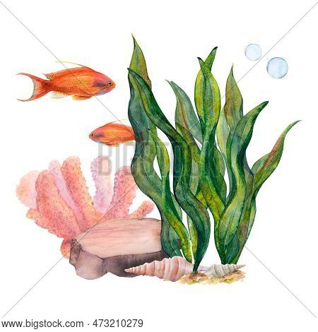 Watercolor Drawn Set Of Coral, Ribbon Algae, Bottom Stone, Shells And A Golden Antias Fish On White 