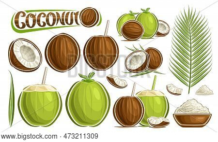 Vector Coconut Set, Lot Collection Of Cut Out Illustrations Tropic Still Life Composition With Chopp