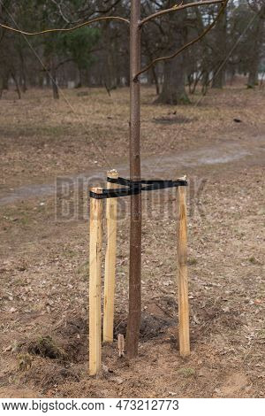Tree Supports-young Image & Photo (Free Trial) | Bigstock