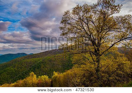 Colorful Tree On Skyline Drive In Virginia.