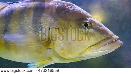 Beautiful Orinoco Peacock Bass Or Cichla Ocellaris, Butterfly Peacock Bass Is A Very Large Species O