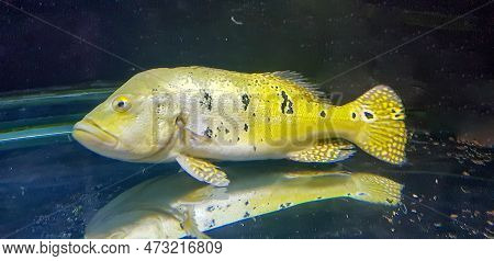 Beautiful Orinoco Peacock Bass Or Cichla Ocellaris, Butterfly Peacock Bass Is A Very Large Species O