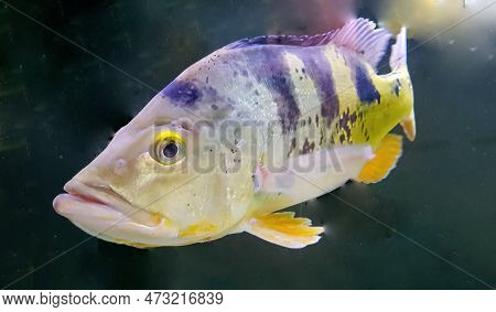 Beautiful Orinoco Peacock Bass Or Cichla Ocellaris, Butterfly Peacock Bass Is A Very Large Species O