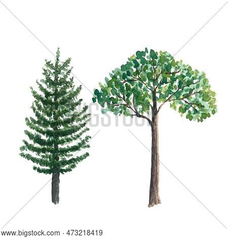 Watercolor Hand Painted. Fir Tree And Young Leafy Tree Illustration Isolated On White. Nature, Eco, 