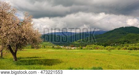 Countryside Scenenry With Apple Tree In Blossom. Rural Scenery Of Carpathian Mountains. Sunny Day Wi