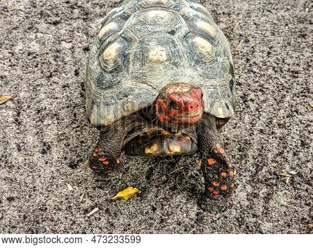 The Red-footed Tortoise, Chelonoidis Carbonarius At Imbassai, Bahia, Brazil Is A Species Of Tortoise