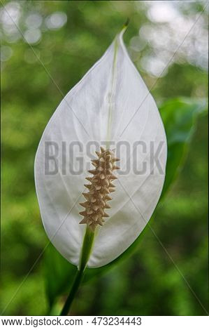 Close-up Petal Of White Flower On Background Green Leaves Spathiphyllum Cochlearispathum, Spathiphyl