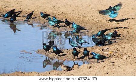 Starling - Wild Bird Background from Africa - Colorful Birds in Action