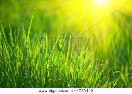 Herbe de printemps