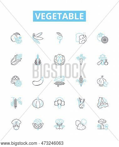 Vegetable Vector Line Icons Set. Peas, Carrots, Celery, Potato, Broccoli, Radish, Celeriac Illustrat