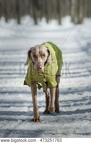 Dog Breed Weimaraner, Portrait In Winter, In The Snow With Christmas Trees, Around The Fluffy Snow