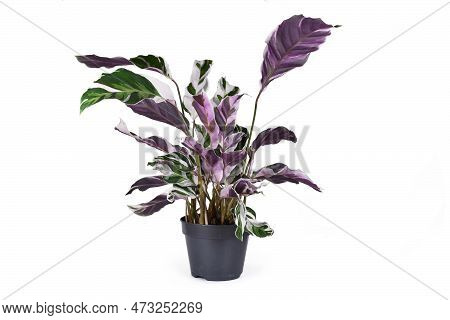 Multicolored Exotic 'calathea White Fusion' (botanic Naame) Prayer Plant Houseplant In Flower Pot On