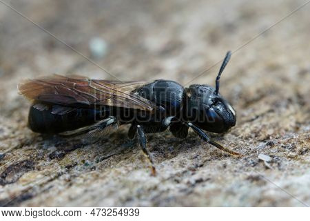 Detailed Closeup On A Small Black Carpenter Bee, Ceratina Cucurbutina