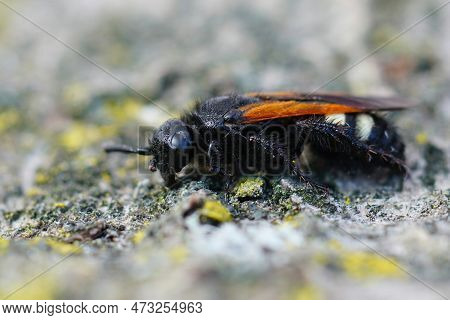 Detailed Closeup On The Hairy But Colorful Mediterranean Scolia Sexmaculata Sitting On Wood