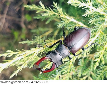 Stag Beetle (lat. Lucanus Cervus) Is A Large Beetle Of The Genus Lucanus As Part Of The Stag Family 
