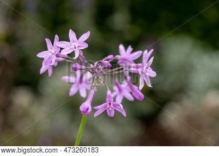 Society Garlic (tulbaghia Violacea) Flowers