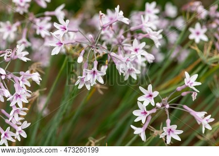 Society Garlic (tulbaghia Violacea) Flowers