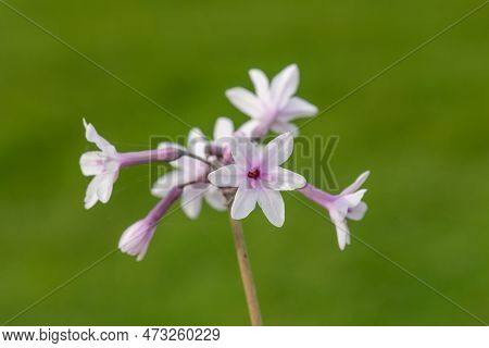 Society Garlic (tulbaghia Violacea) Flowers