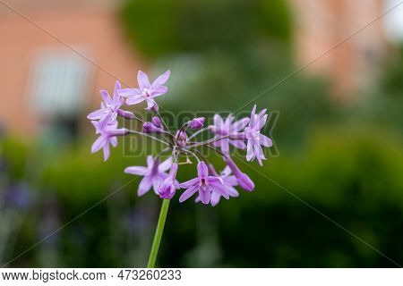 Society Garlic (tulbaghia Violacea) Flowers