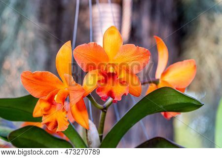 Cattleya Orchid Flowers Blooming
