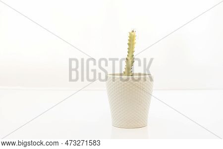Euphorbia Lactea White Ghost Cactus On Isolated White Background