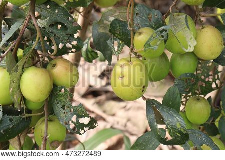 Tasty And Ripe Ziziphus Mauritiana Fruit On Tree In Farm