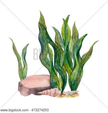 Watercolor Drawn Set Of Ribbon Algae, Bottom Stone, Cone Shells On White Background. Underwater Pict