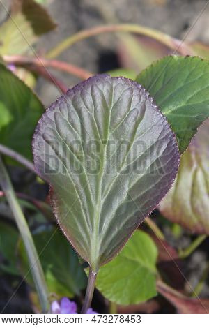 Elephants Ears Leaves In The Garden In Spring