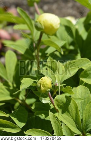 Mlokosewitchs Peony Flower Bud In The Spring