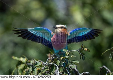 Lilac-breasted Roller Spreads Wings On Leafy Bush